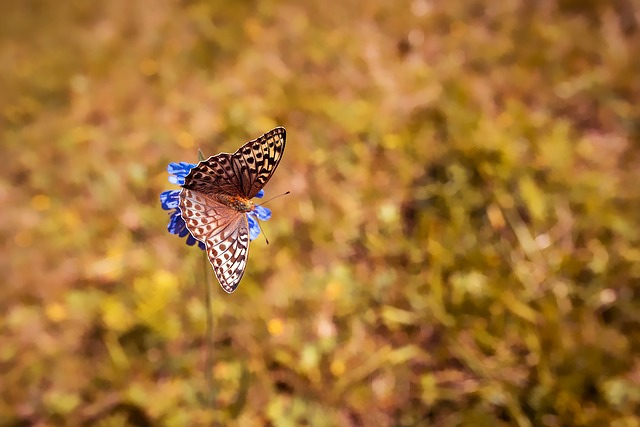 butterfly-1698965_640