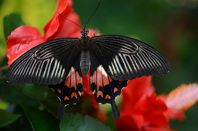 butterfly-546247_640