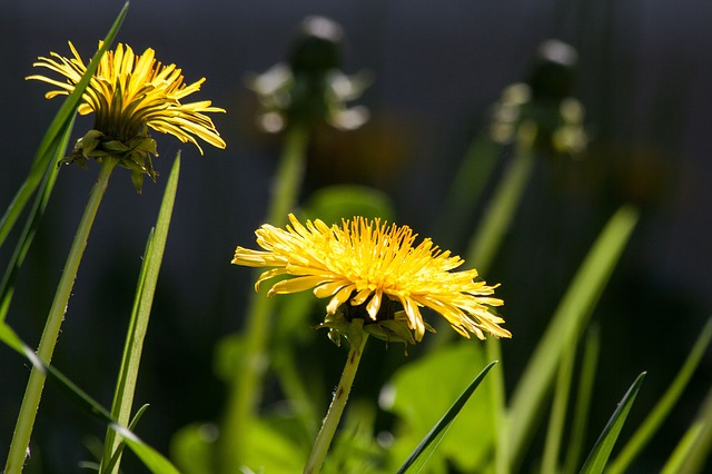 common-dandelion