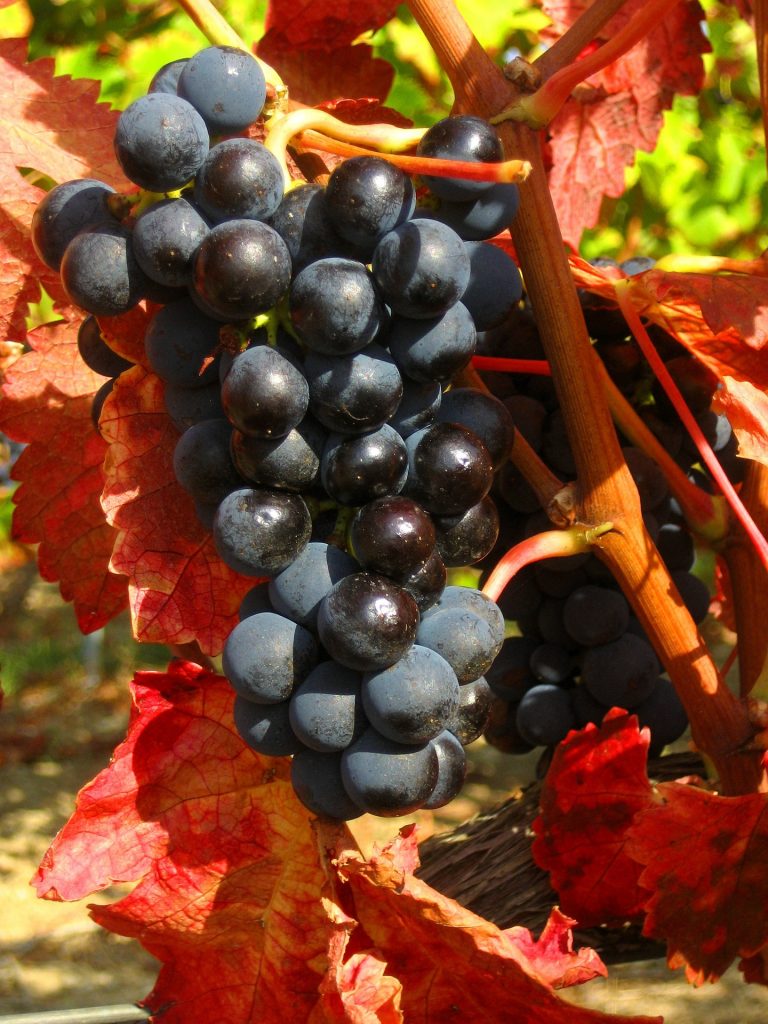 grapes-1041559_1920