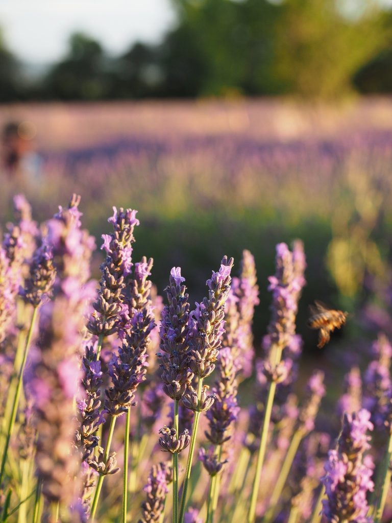 lavender-field-1521617_1920