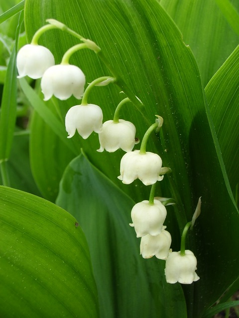 lily-of-the-valley