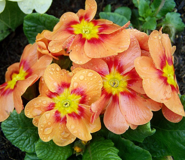 primula-o