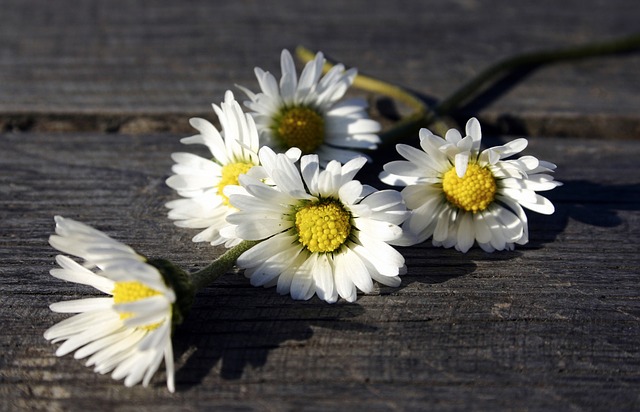 white-flowers-1633197_640