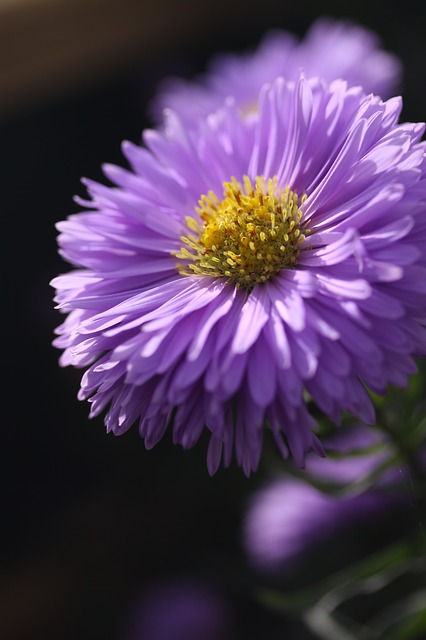 aster-591311_640