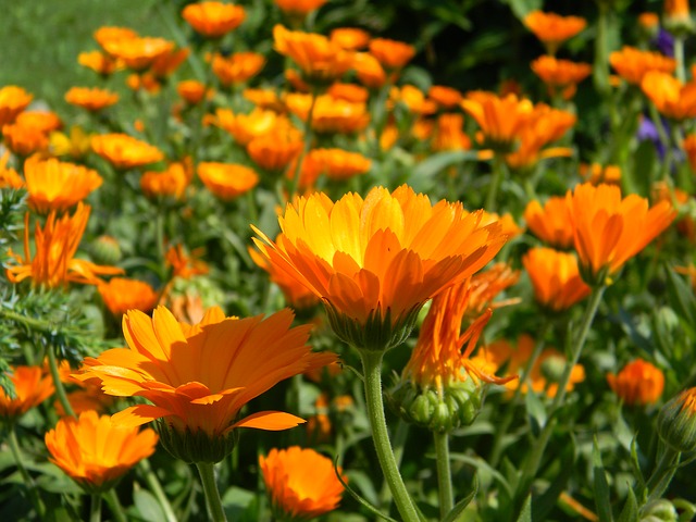 calendula-933760_640