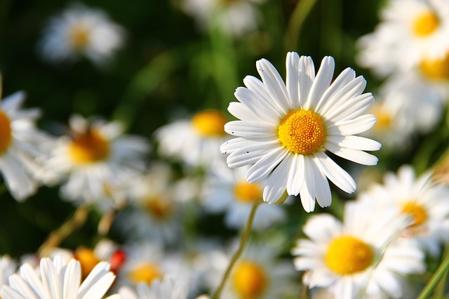 daisies-276112_640