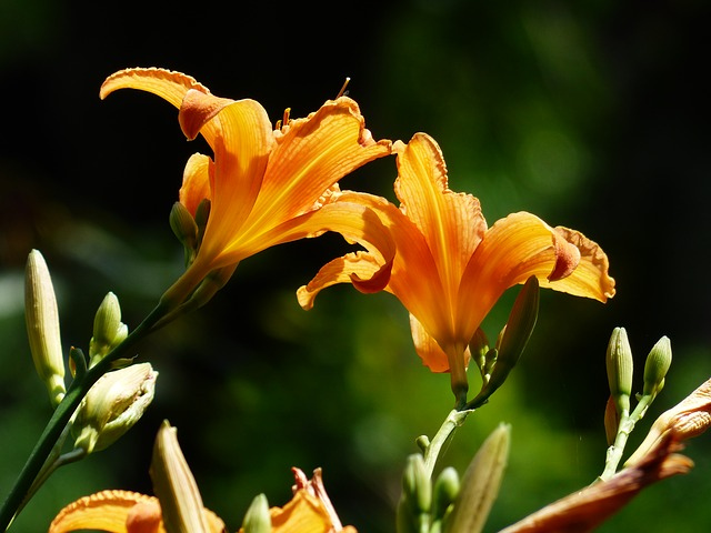 daylily-167294_640