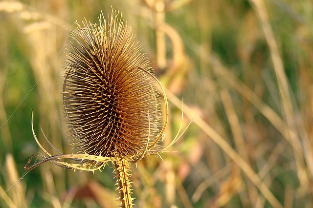 thistle-1195849_640