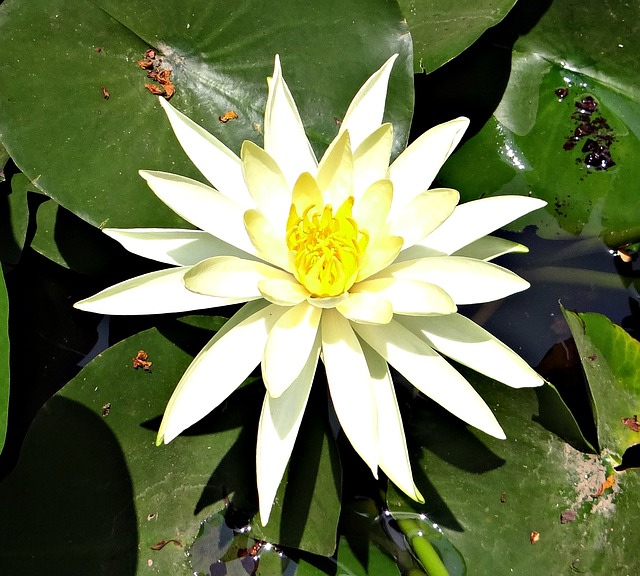 water-lily-332288_640