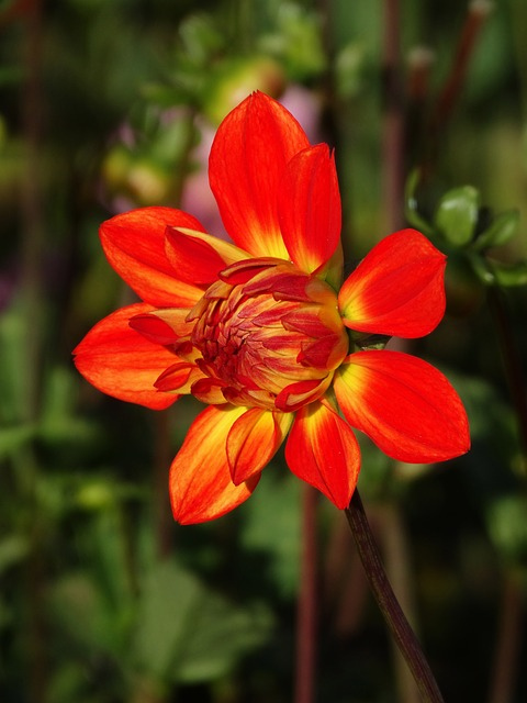 dahlia-482337_640