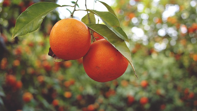 oranges-926274_640