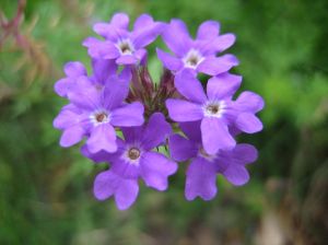 violet_flower
