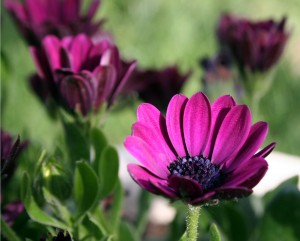 Gerbera