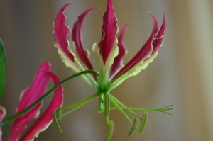 Gloriosa