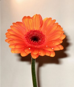 Gerbera