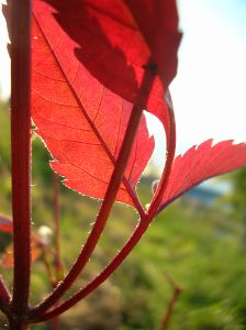 Fall flora