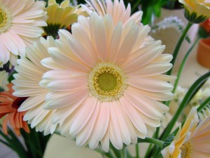 Gerbera