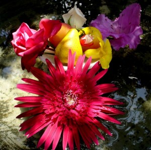 Gerbera