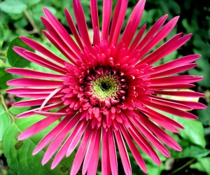 Gerbera