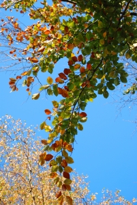 autumn colours