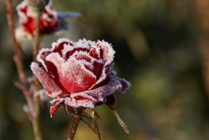 frozen rose