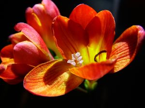 Freesia - hope