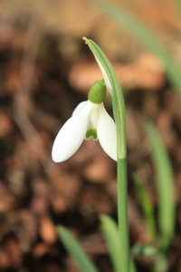 snowdrop