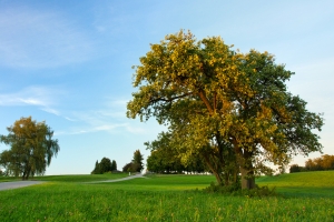 Jabloň lesní - Malus Sylvestris