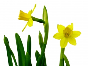 daffodils