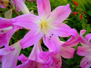 march_lily