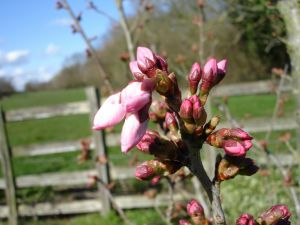 pink_buds