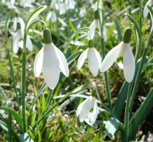 snowdrops