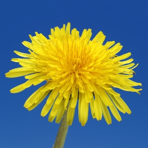 dandelion