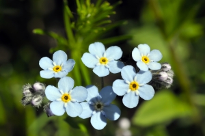 forget-me-not