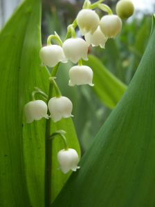 lily_of_the_valley