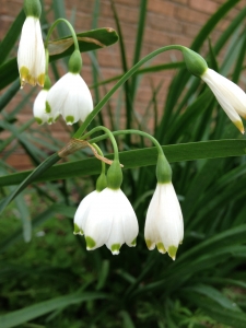 little_white_flowers