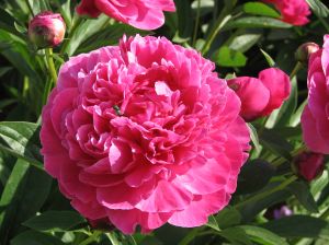 peony