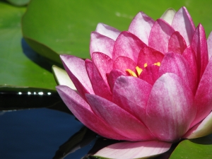 water_lily3