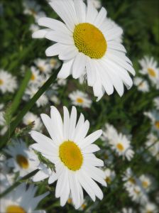 daisies