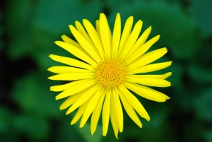 doronicum