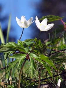 wood-anemone