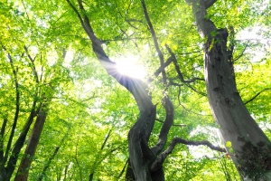 Zelené stromy - naděje
