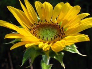 sunflower