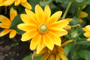 yellow-flower