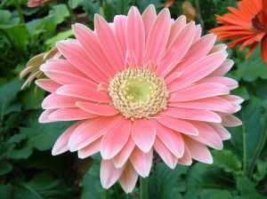 Růžová gerbera