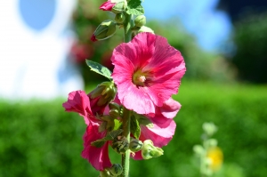 hollyhock