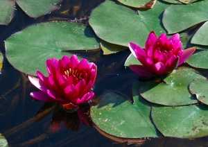 lotus