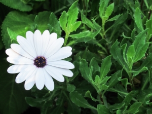 white-blossom