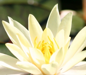 lotus-flower